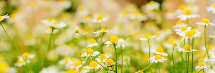 ナチュラルヒーリング協会