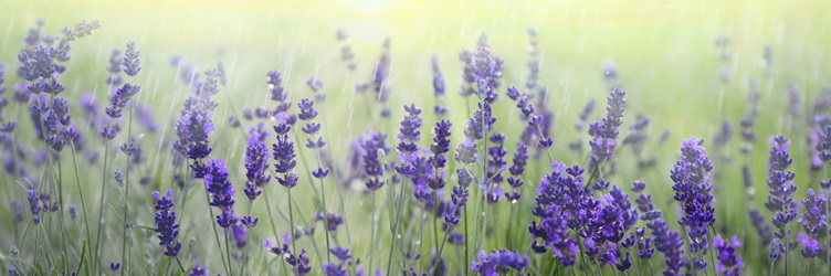 ナチュラルヒーリング協会